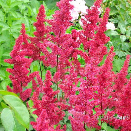 Астильба Арендса Гертруд Брикс