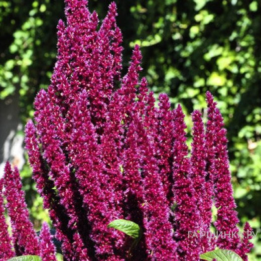 Астильба Арендса Джо Офорст