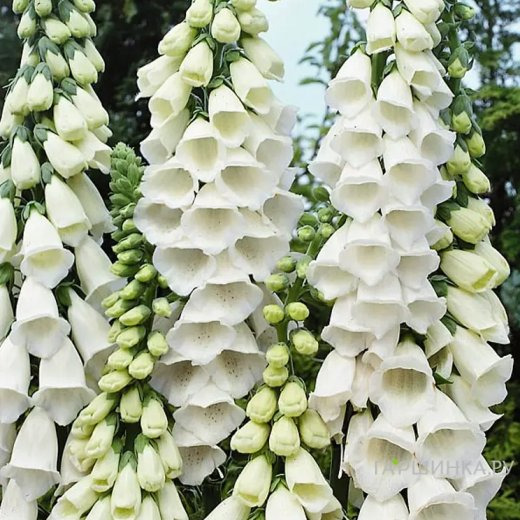 Наперстянка пурпурная Сноу Трамбл