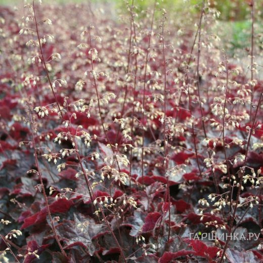 Гейхера Молли Буш