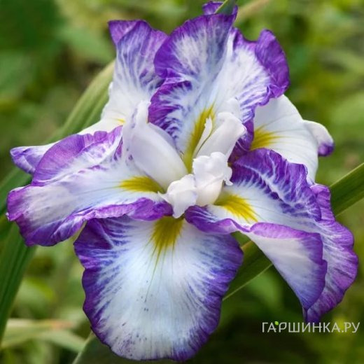 Ирис мечевидный Лайт эт Дон