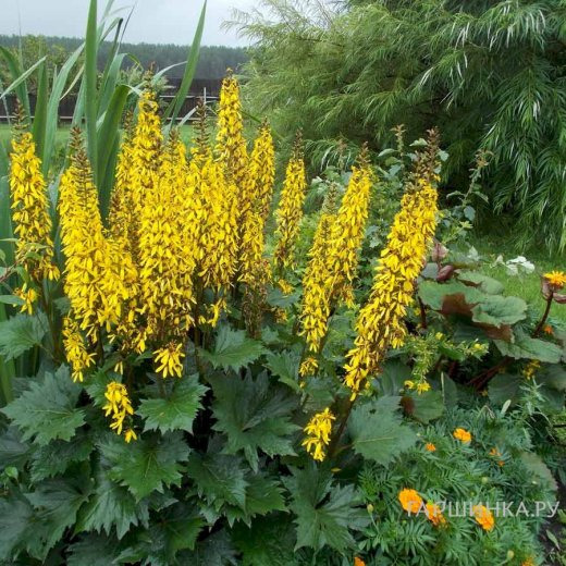 Бузульник Вильсона