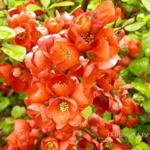 Айва Оранж Трейл