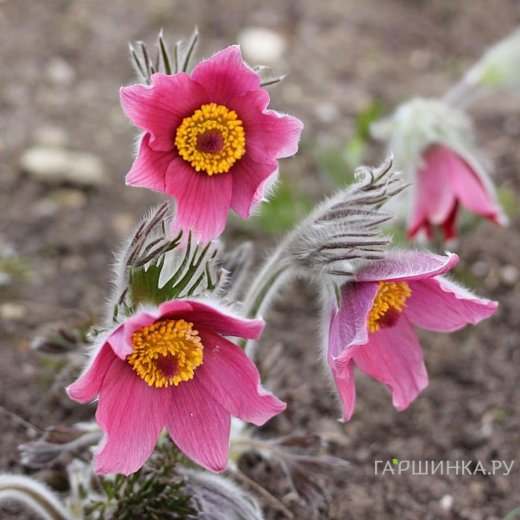 Прострел Розен Глок
