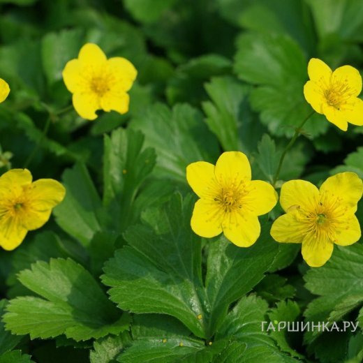 Вальдштейния тройчатая