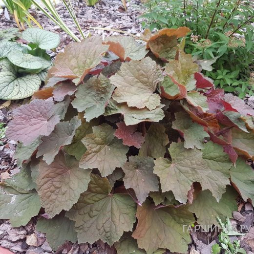 Гейхера Биг Топ Бронз