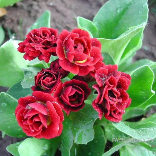 Примула Кримсон Глоу