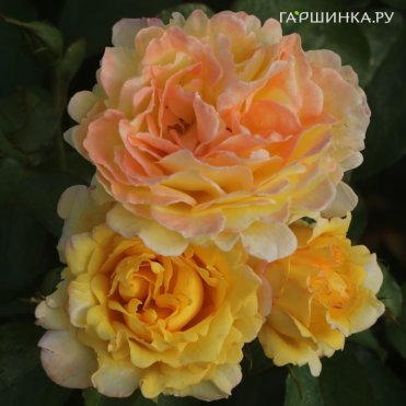 Роза Надя Зеруали, Фено Гено (лиц)