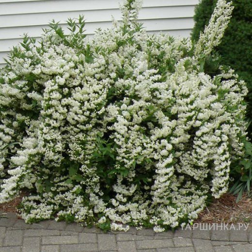 Дейция изящная