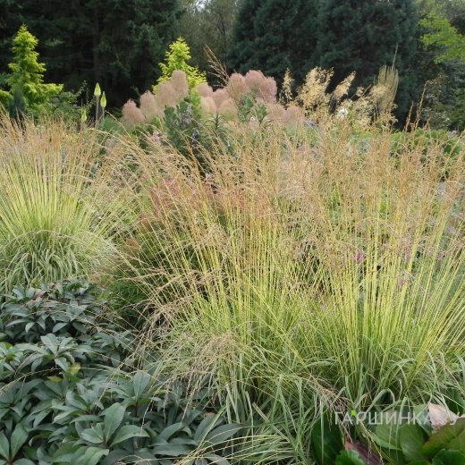 Молиния Эдит Дудзус