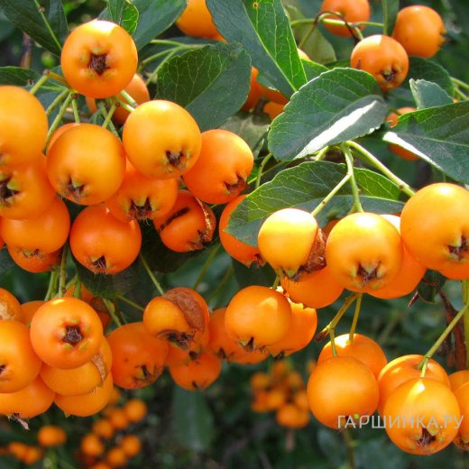 Пираканта Голден Чармер