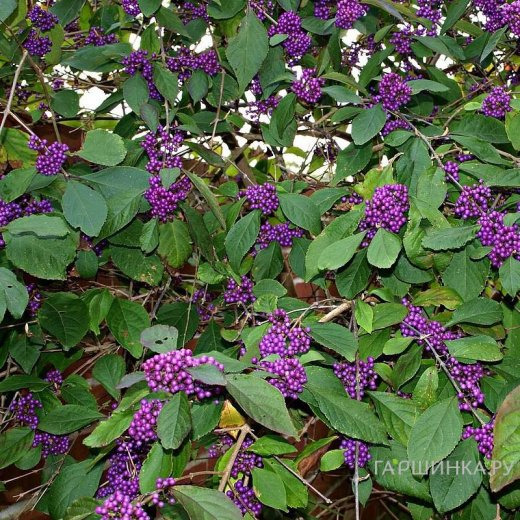 Красивоплодник Бодиньера Профьюжн