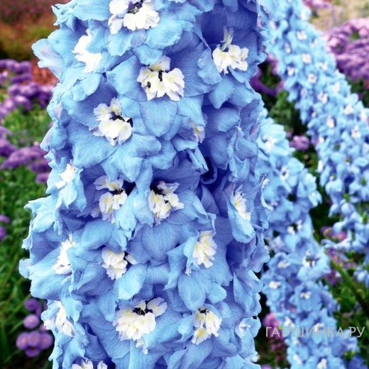 Дельфиниум Мэджик Фонтейнс Скай Блю Вайт Би