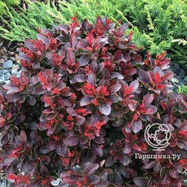 Барбарис Тунберга Атропурпуреа Нана