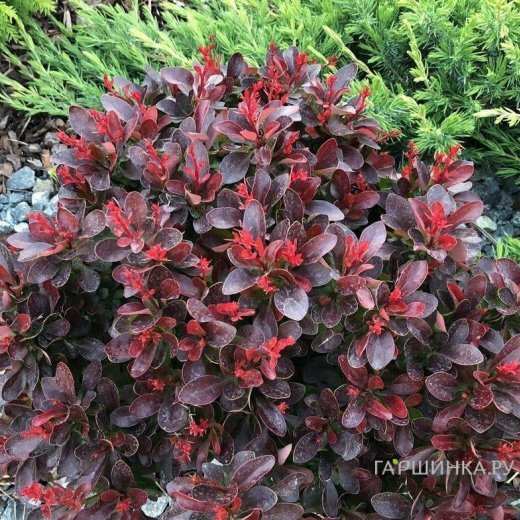 Барбарис Тунберга Атропурпуреа Нана