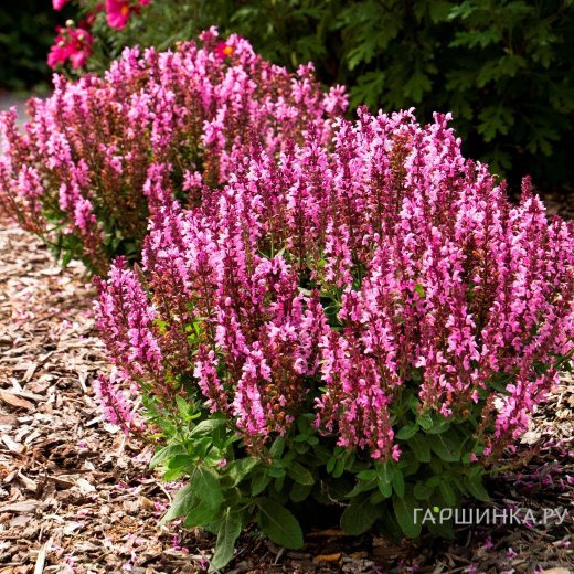 Шалфей (сальвия) дубравный Роуз Квин