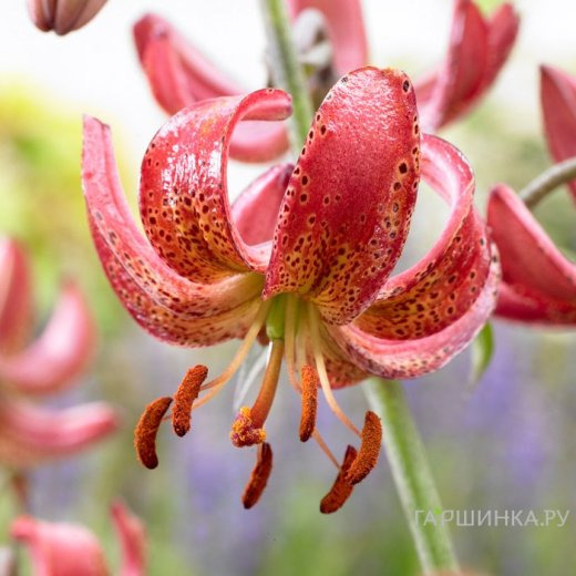 Лилия Манитоба Монинг кудреватая