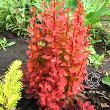 Барбарис Тунберга Оранж Рокет