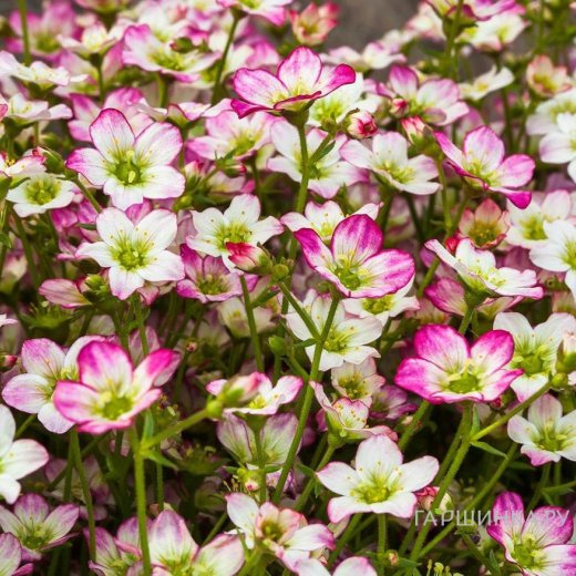 Камнеломка Альпино Эрли Пикоти