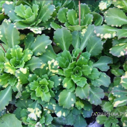 Камнеломка Теневая Вариегата