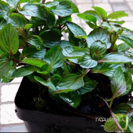 Мята Смитьяна Ред Рарипила минт