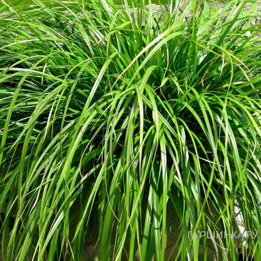 Осока Эверкрим