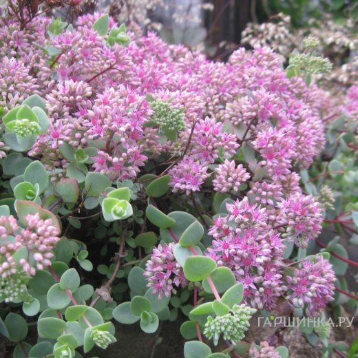 Очиток (седум) Эверса