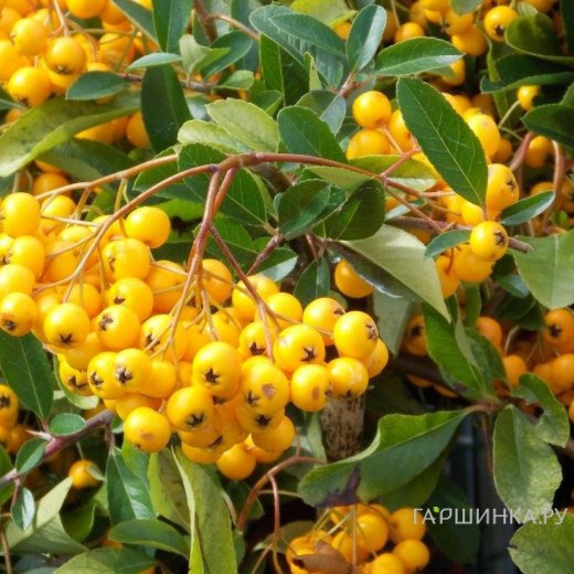 Пираканта Солейл дОр