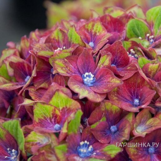 Гортензия Шлосс Вакербарт крупнолистная (макрофила)