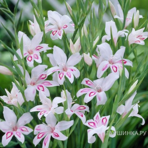 Гладиолус мини Нимф