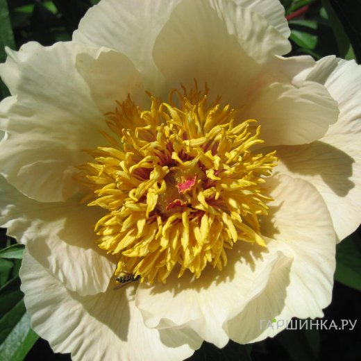 Пион Эрли Глоу