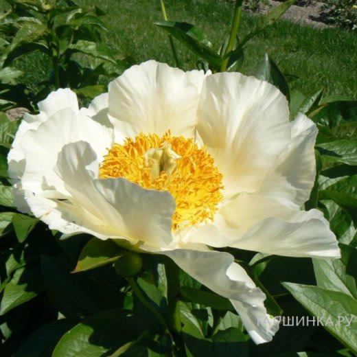 Пион Мунрайз