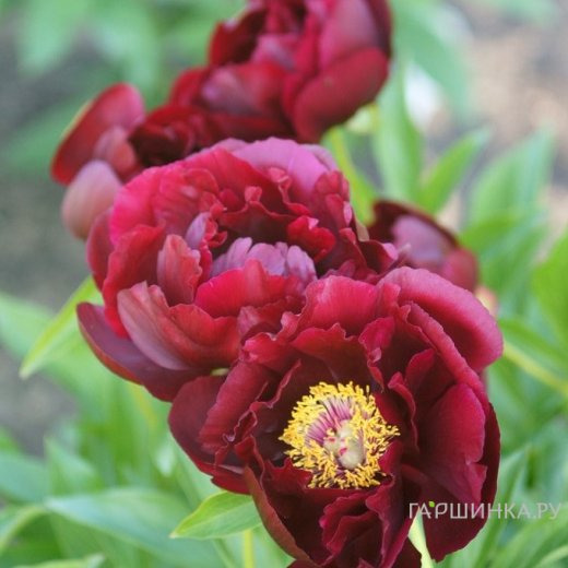 Пион Ред Глори