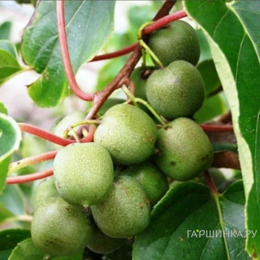 Актинидия Аргута Женева (женский сорт)