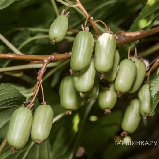 Актинидия Коломикта Великански