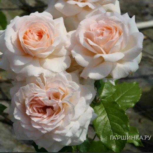 Роза Чандоз Бьюти чайно-гибридная, Imperial Rose