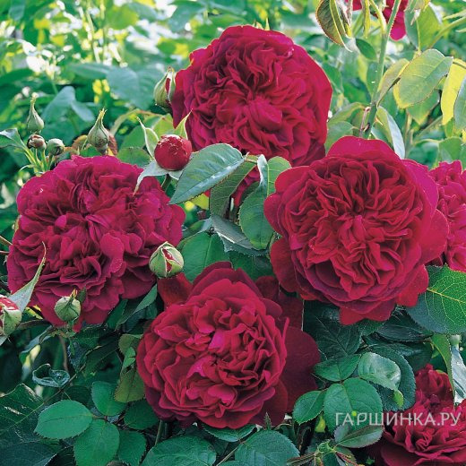 Роза Уильям Шекспир чайно-гибридная, Imperial Rose