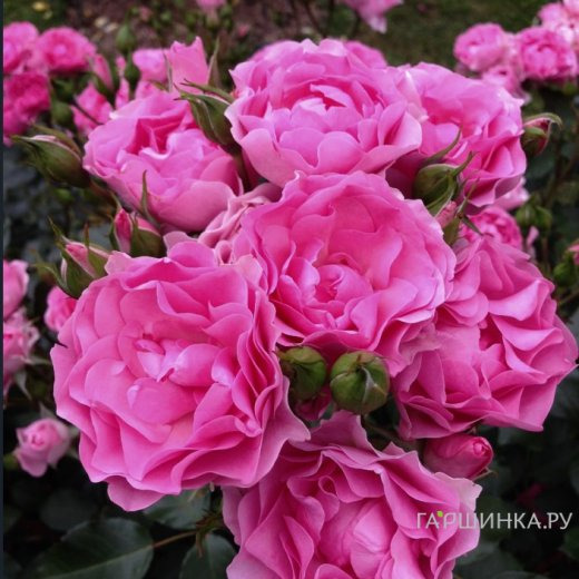 Роза Ай Эм Грейтфул флорибунда, Imperial Rose