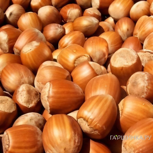 Фундук Тонда Джентиле Делле Ланге