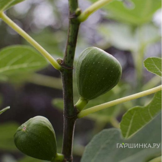 Инжир (Фикус Карика) Перетта