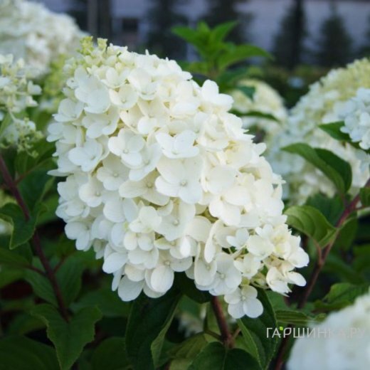 Гортензия Сильвер Доллар (Серебряный доллар) метельчатая
