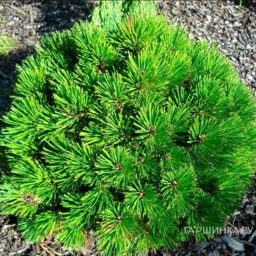 Сосна белокорая Пирин 2