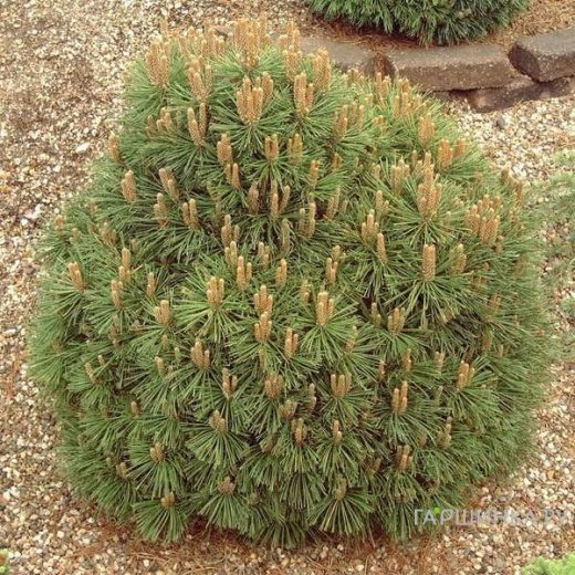 Сосна горная Гнездо