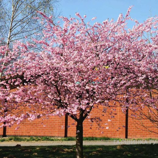 Сакура Ошидори