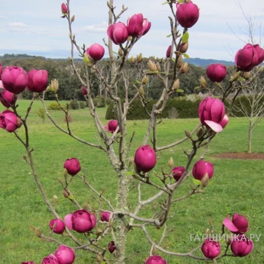 Магнолия Блэк Тулип