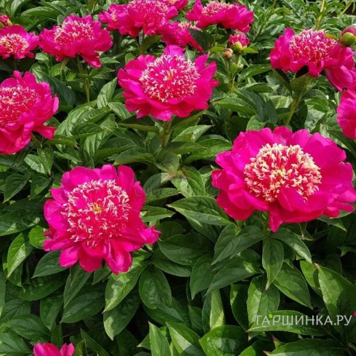 Пион Кукус Нэст