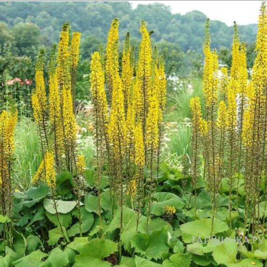 Бузульник Цептер