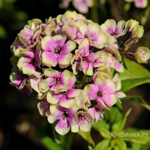 Флокс Неон Щербет Бленд метельчатый