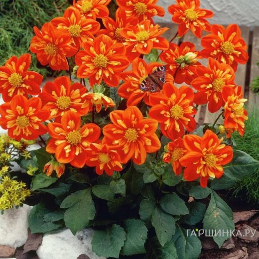 Георгина Альстергрус воротничковая