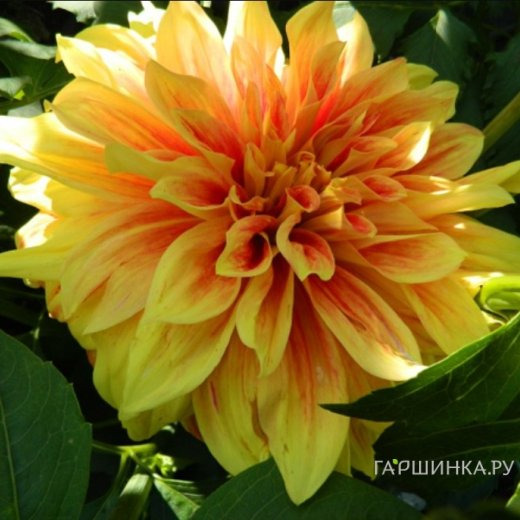 Георгина Дип Импакт декоративная